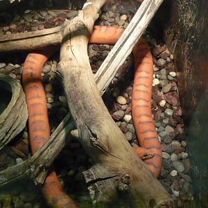 Scaleless corn snake (Pantherophis guttatus)