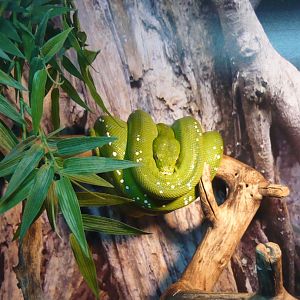 Green tree python (Morelia viridis)