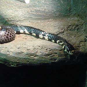 Chicken snake (Spilotes pullatus)