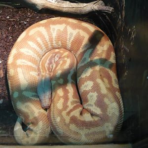 Blood python (Python brongersmai)