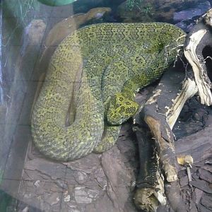 Mangshan pitviper (Protobothrops mangshanensis)