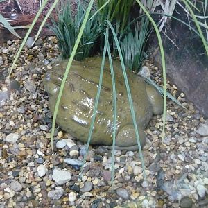 African bullfrog (Pyxicephalus adspersus)