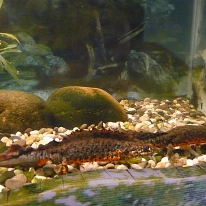 Southern crested newts (Triturus karelinii)