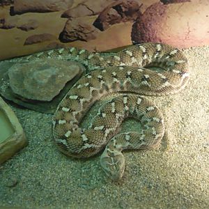 Transcaspian saw-scaled viper (Echis carinatus multisquamatus)