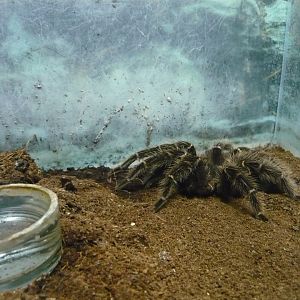 Brazilian salmon pink bird-eating tarantula (Lasiodora parahybana)