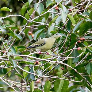 Thick-billed Green Pigeon