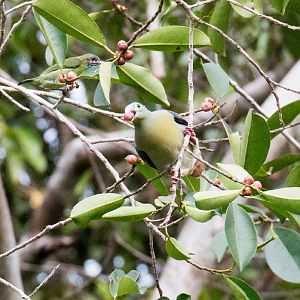 Thick-billed Green Pigeon
