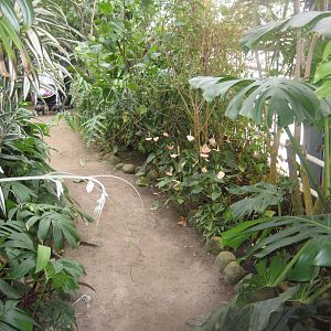 Hald Ege Miniregnskov - Greenhouse