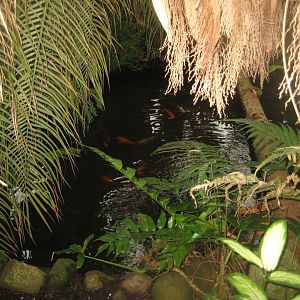 Hald Ege Miniregnskov - Greenhouse - Goldfish pond