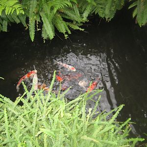 Hald Ege Miniregnskov - Greenhouse - Mixed fish pond