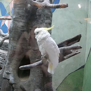 Yellow-crested cockatoo