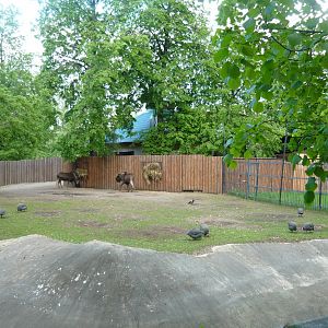 Black wildebeests and Guineafowl