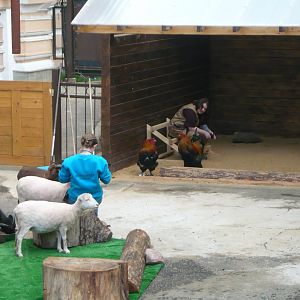 Keepers, sheep and huge chickens
