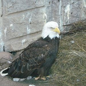 Bald eagle