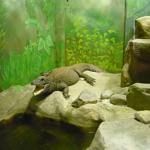 Dwarf crocodile (Osteolaemus tetraspis)