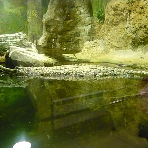 False gharial (Tomistoma schlegelii)