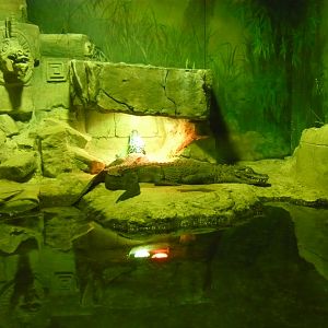 Chinese alligators (Alligator sinensis)