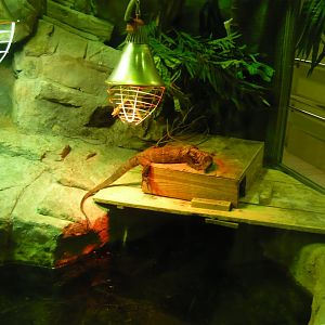 Black roughneck monitor lizard (Varanus rudicollis)