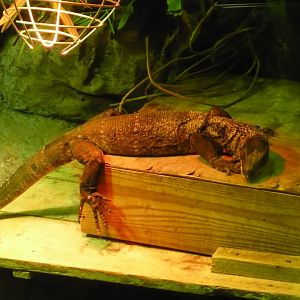 Black roughneck monitor lizard (Varanus rudicollis)