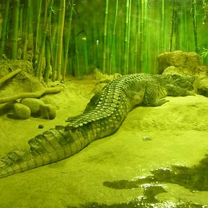 Siamese crocodile (Crocodylus siamensis)