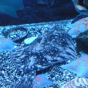 Marbled flounder (Pseudopleuronectes yokohamae)