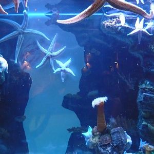 Far East temperate sea tank