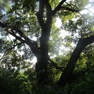 White-nosed Coati Enclosure Detail
