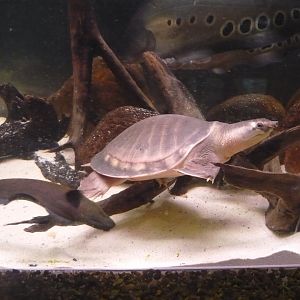 Pig-nosed turtle (Carettochelys insculpta) and knife fishes