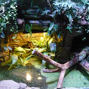 Spectacled caiman (Caiman crocodilus) exhibit