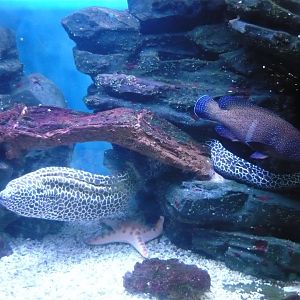 Laced moray eel and Peacock grouper