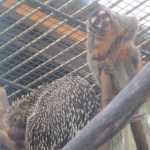 Brazilian Porcupine & Bolivian Night Monkey