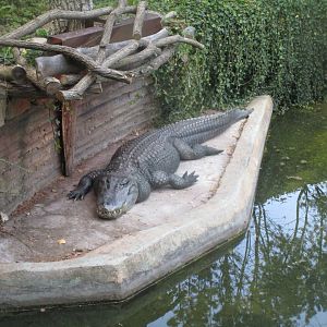 American Alligator