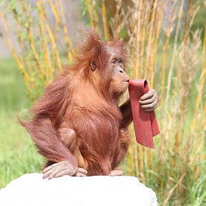 Sumatran Orang Utan