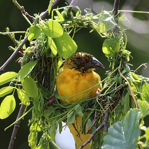 Village Weaver