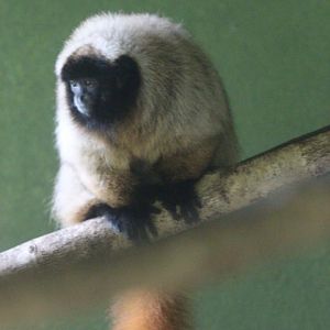 Centro De Primatologia RJ- Masked Titi3