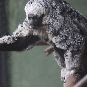 Centro De Primatologia RJ- Mittermeier Tapajos Saki8