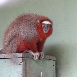 Centro De Primatologia RJ- OrnateTiti 7