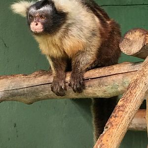 Centro De Primatologia RJ- Sagui De Santarém5