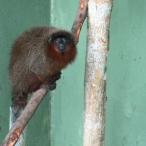 Centro De Primatologia RJ- Stephe Nash Titi Monkey2