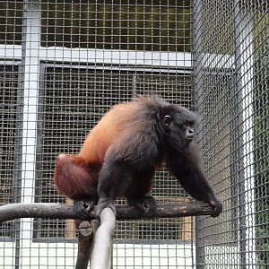 Centro De Primatologia RJ- Uacari Preto12