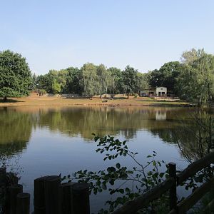 Water Buffalo Enclosure