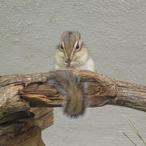 Siberian Chipmunk