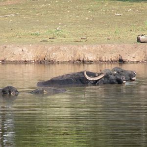 Water Buffalo