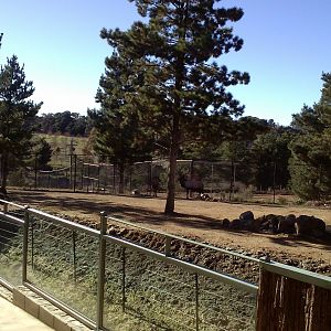 Wapiti exhibit