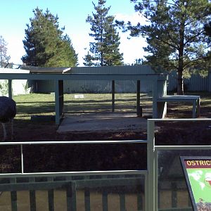 Temporary ostrich exhibit