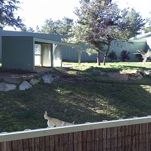 New dingo exhibit