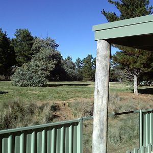 African wild dog exhibit