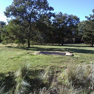 African wild dog exhibit