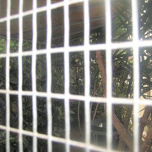 Hald Ege Miniregnskov - Greenhouse - Toucan aviary