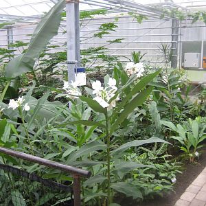 Hald Ege Miniregnskov - Den Nye Regnskov